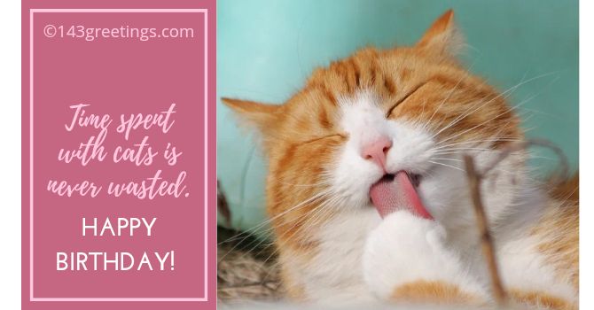 Funny Cat Birthday Wishes