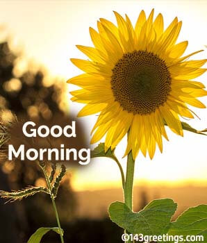 Good Morning Honey Good Morning Honey