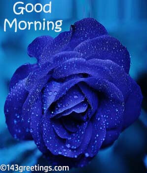 Good Morning Blue Rose Images