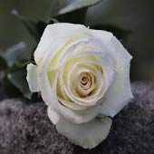 Free Wishes, Messages, Quotes, Greeting Cards | 143 Greetings