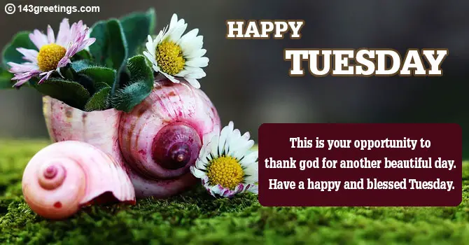 Tuesday Wishes